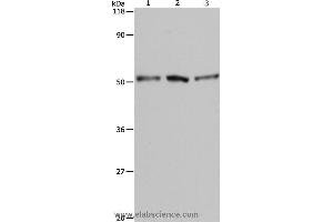 Western blot analysis of A549, Hela and 293T cell, using BAG5 Polyclonal Antibody at dilution of 1:500 (BAG5 antibody)