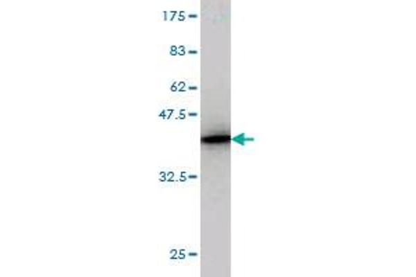 N4BP2 antibody  (AA 1671-1770)