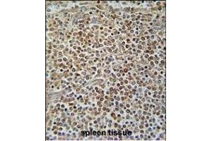 X7 Antibody (C-term) (ABIN654445 and ABIN2844179) immunohistochemistry analysis in formalin fixed and raffin embedded human spleen tissue followed by peroxidase conjugation of the secondary antibody and DAB staining.