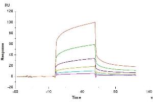 Human CEACAM-8, His Tag immobilized on CM5 Chip can bind Biotinylated Human CEACAM6, His-Avi Tag with an affinity constant of 3.