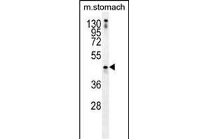 TRIM69 Antibody (N-term) (ABIN656042 and ABIN2845412) western blot analysis in mouse stomach tissue lysates (35 μg/lane). (TRIM69 antibody  (N-Term))