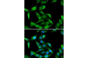 Immunofluorescence analysis of U2OS cells using GAMT antibody. (GAMT antibody  (AA 1-236))