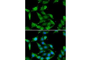 Immunofluorescence analysis of U2OS cells using GAMT antibody. (GAMT antibody  (AA 1-236))