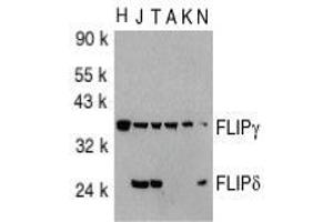 Western blot analysis of FLIP in total cell lysates from HeLa (H), Jurkat (J), THP-1 (T), A431 (A), K562 (K) and NIH3T3 (N) cells with AP30343PU-N FLIP antibody at 1/1000 dilution. (FLIP antibody  (C-Term))