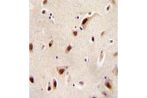 Immunohistochemistry analysis in formalin fixed and paraffin embedded human brain tissue reacted with IQCJ Antibody (C-term) followed by peroxidase conjugation of the secondary antibody and DAB staining. (IQCJ antibody  (C-Term))
