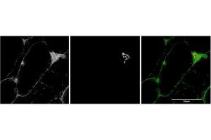 AP21299PU-N (MYO5A antibody  (Internal Region))