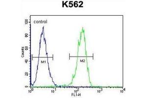 Flow Cytometric analysis of K562 cells using CPSF7 Antibody (C-term) Cat. (CPSF7 antibody  (C-Term))