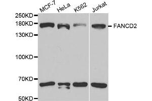 Western blot analysis of extracts of various cell lines, using FANCD2 antibody. (FANCD2 antibody)