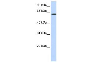 Western Blotting (WB) image for anti-F-Box Protein 24 (FBXO24) antibody (ABIN2458707) (FBXO24 antibody)