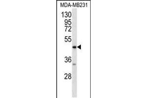 Western blot analysis in MDA-MB231 cell line lysates (35ug/lane). (RAGE antibody  (C-Term))