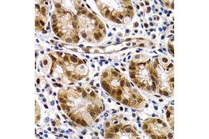 Immunohistochemistry of paraffin-embedded human normal stomach using MT2A antibody at dilution of 1:200 (400x lens). (MT2A antibody)