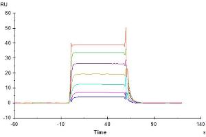 Human B7-H6, hFc Tag captured on CM5 Chip via Protein A can bind Human NKp30, His Tag with an affinity constant of 0. (NCR3 Protein (AA 19-138) (His-Avi Tag))