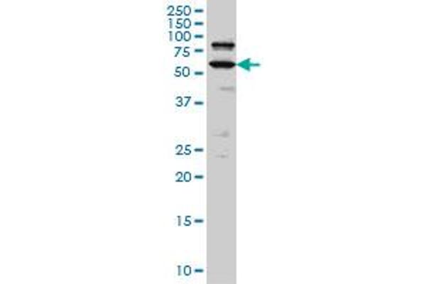 POGK antibody  (AA 431-540)