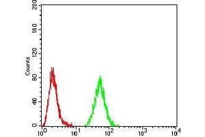 Flow cytometric analysis of MCF7 cells using RAD52 mouse mAb (green) and negative control (red). (RAD52 antibody  (AA 269-418))