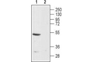 Western blot analysis of rat brain membranes: - 1. (EDNRB antibody  (3rd Intracellular Loop))