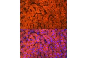 Immunofluorescence analysis of rat liver using Hemopexin (HPX) (HPX) Rabbit mAb (ABIN7267611) at dilution of 1:100 (40x lens). (Hemopexin antibody)