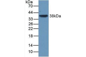 Figure. (TGFB3 antibody  (AA 24-300))