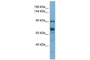TMEM146 antibody used at 1 ug/ml to detect target protein. (TMEM146 antibody  (Middle Region))