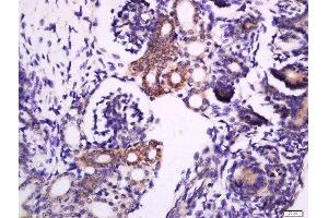 Paraformaldehyde-fixed, paraffin embedded mouse embryo, Antigen retrieval by boiling in sodium citrate buffer (pH6) for 15min, Block endogenous peroxidase by 3% hydrogen peroxide for 30 minutes, Blocking buffer (normal goat serum) at 37°C for 20min, Antibody incubation with Rabbit Anti-Syntaxin 1a(Ser188) Polyclonal Antibody, Unconjugated  at 1:200 overnight at 4°C, followed by a conjugated secondary for 90 minutes and DAB staining. (STX1A antibody  (pSer188))