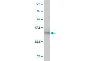 Western Blot detection against Immunogen (36. (ACTN1 antibody  (AA 543-639))