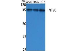 Western Blotting (WB) image for anti-Interleukin enhancer-binding factor 3 (ILF3) (Internal Region) antibody (ABIN3187604) (Interleukin enhancer-binding factor 3 (ILF3) (Internal Region) antibody)