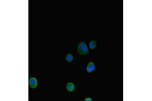 Immunofluorescent analysis of MCF-7 cells using ABIN7144657 at dilution of 1:100 and Alexa Fluor 488-congugated AffiniPure Goat Anti-Rabbit IgG(H+L) (Aryl Hydrocarbon Receptor antibody  (AA 126-353))
