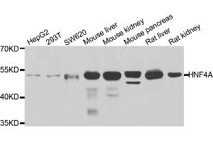 Western blot analysis of extracts of various cell lines, using HNF4A antibody (ABIN5971111) at 1/1000 dilution. (HNF4A antibody)
