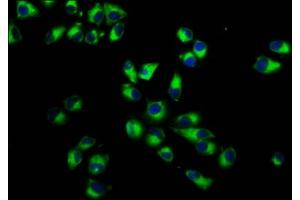 Immunofluorescence staining of Hela cells with ABIN7156450 at 1:233, counter-stained with DAPI. (ITGA7 antibody  (AA 175-283))