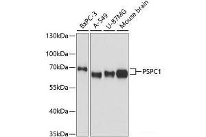Western blot analysis of extracts of various cell lines using PSPC1 Polyclonal Antibody at dilution of 1:3000. (PSPC1 antibody)