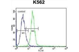 Flow cytometric analysis of K562 cells using CD339 / JAG1 Antibody (C-term) Cat. (JAG1 antibody  (C-Term))