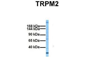 Host:  Rabbit  Target Name:  TRPM2  Sample Tissue:  Human Fetal Liver  Antibody Dilution:  1. (TRPM2 antibody  (N-Term))