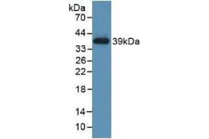 Western blot analysis of recombinant Human TBG. (SERPINA7 antibody  (AA 128-415))