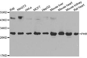 Western blot analysis of extracts of various cell lines, using PHB antibody (ABIN5969986) at 1/1000 dilution. (Prohibitin antibody)