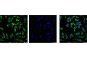 IF analysis of Hela with antibody (Left) and DAPI (Right) diluted at 1:100. (EFHD1 antibody)