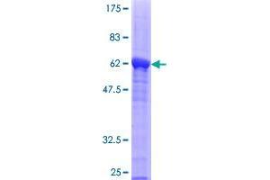 BCL2L14 Protein (AA 1-327) (GST tag)