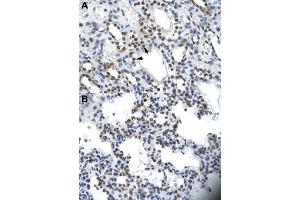 Immunohistochemical staining (Formalin-fixed paraffin-embedded sections) of human kidney (A) and human heart (B) with ILF2 polyclonal antibody  at 4-8 ug/mL working concentration. (ILF2 antibody  (C-Term))