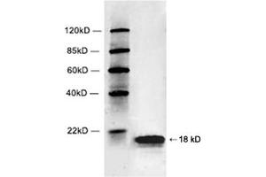 Western blot analysis of Hela cell lysate using 1 µg/mL Rabbit Anti-Histone 2B Polyclonal Antibody (ABIN398701) The signal was developed with IRDyeTM 800 Conjugated Goat Anti-Rabbit IgG. (Histone 2b (HIST1H2BL) (C-Term) antibody)