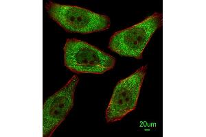 Immunofluorescent analysis of A549 cells, using FDPS Antibody (N-term) (ABIN1882080 and ABIN2839262). (FDPS antibody  (N-Term))