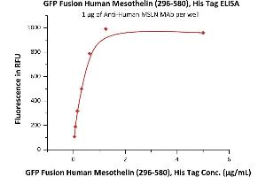 ELISA image for Mesothelin (MSLN) (AA 296-580) (Active) protein (GFP tag,His tag) (ABIN6731265)