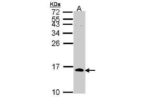 WB Image Sample (30 ug of whole cell lysate) A: H1299 15% SDS PAGE antibody diluted at 1:1000