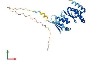 AlphaFold protein structure predicition of Mouse Recombinant Pno1 Protein, UniprotID Q9CPS7 (PNO1 Protein (AA 1-248) (His tag))