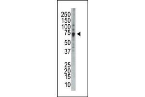 Image no. 1 for anti-WEE1 Homolog (S. Pombe) (WEE1) (C-Term) antibody (ABIN360579)