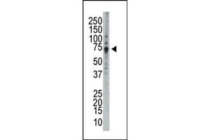 Image no. 1 for anti-WEE1 Homolog (S. Pombe) (WEE1) (C-Term) antibody (ABIN360579) (WEE1 antibody  (C-Term))