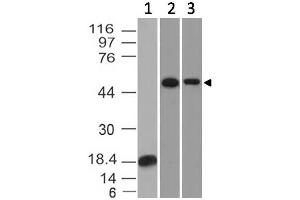 Image no. 1 for anti-TOX High Mobility Group Box Family Member 3 (TOX3) (AA 232-442) antibody (ABIN5027585)