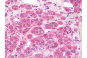 Anti-GAL / Galanin antibody IHC staining of human adrenal. (Galanin antibody  (AA 48-79))