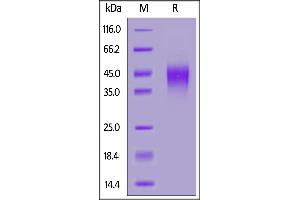 Biotinylated Human CLEC12A, His,Avitag on  under reducing (R) condition. (CLEC12A Protein (AA 65-265) (AVI tag,His tag,Biotin))
