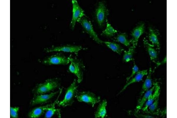 PLD1 antibody  (AA 485-627)