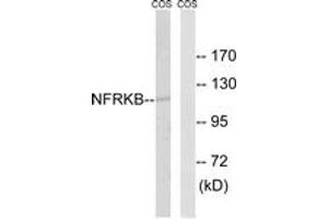 Western blot analysis of extracts from COS7 cells, using NFRKB Antibody. (NFRKB antibody  (AA 463-512))