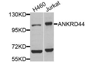 Western blot analysis of extracts of various cell lines, using ANKRD44 antibody (ABIN5974620) at 1/1000 dilution. (ANKRD44 antibody)