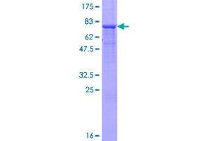 SIGLEC6 Protein (AA 1-437) (GST tag)